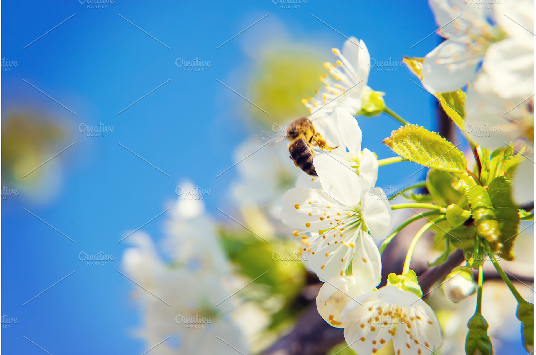 Flowering tree branches in spring, a Nature Photo by yanadjana