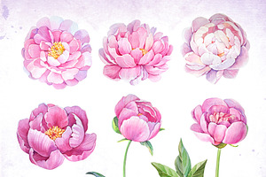 Watercolor Peonies