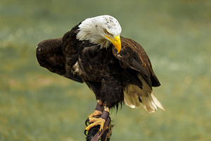 American Bald Eagle Posing with Inte, an Animal Photo by Perpis