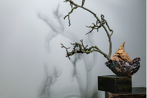 Artistic Bonsai Tree Shadow, an Arts & Entertainment Photo by Natasha Breen