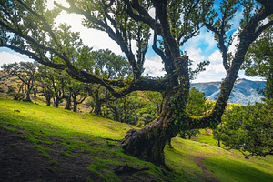 Big old laurel trees, Madeira Island, a Nature Photo by Alpine Dreams
