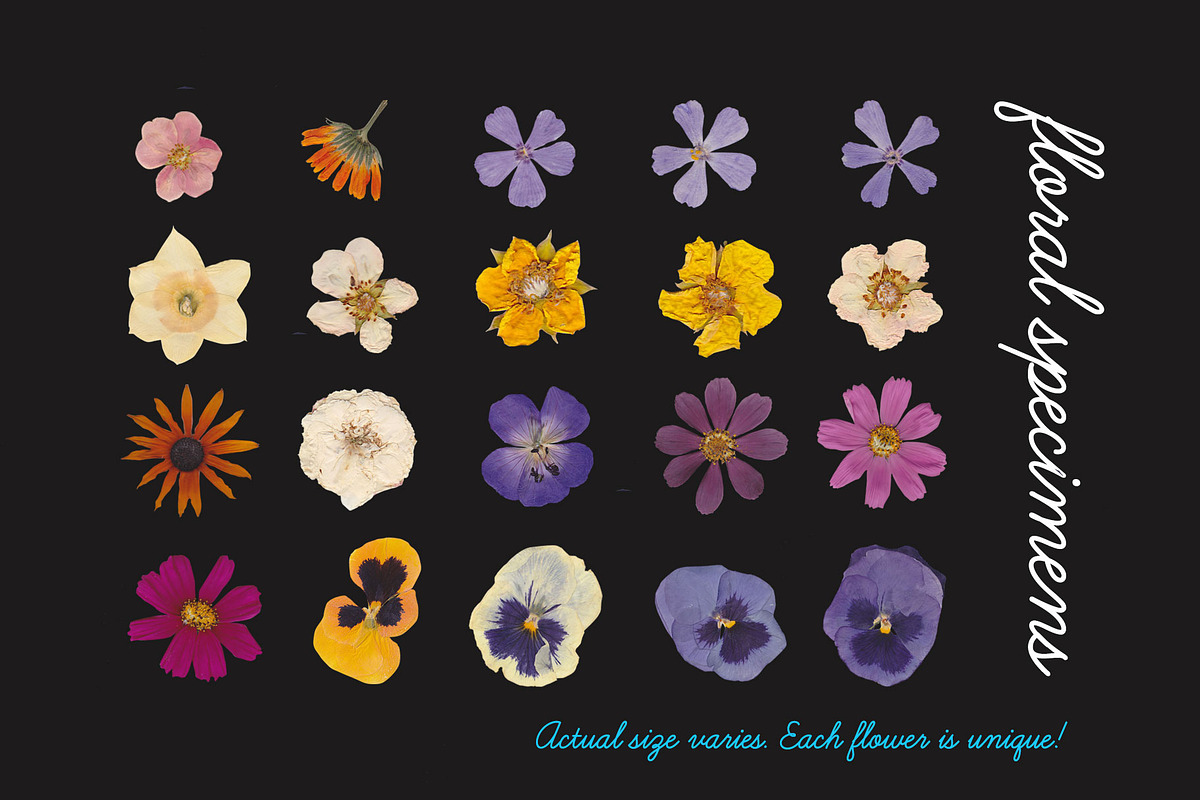 Pressed Flowers Floral Collage Kit, an Object Graphic by Tara Leigh Designs (Photo 3 of 6)