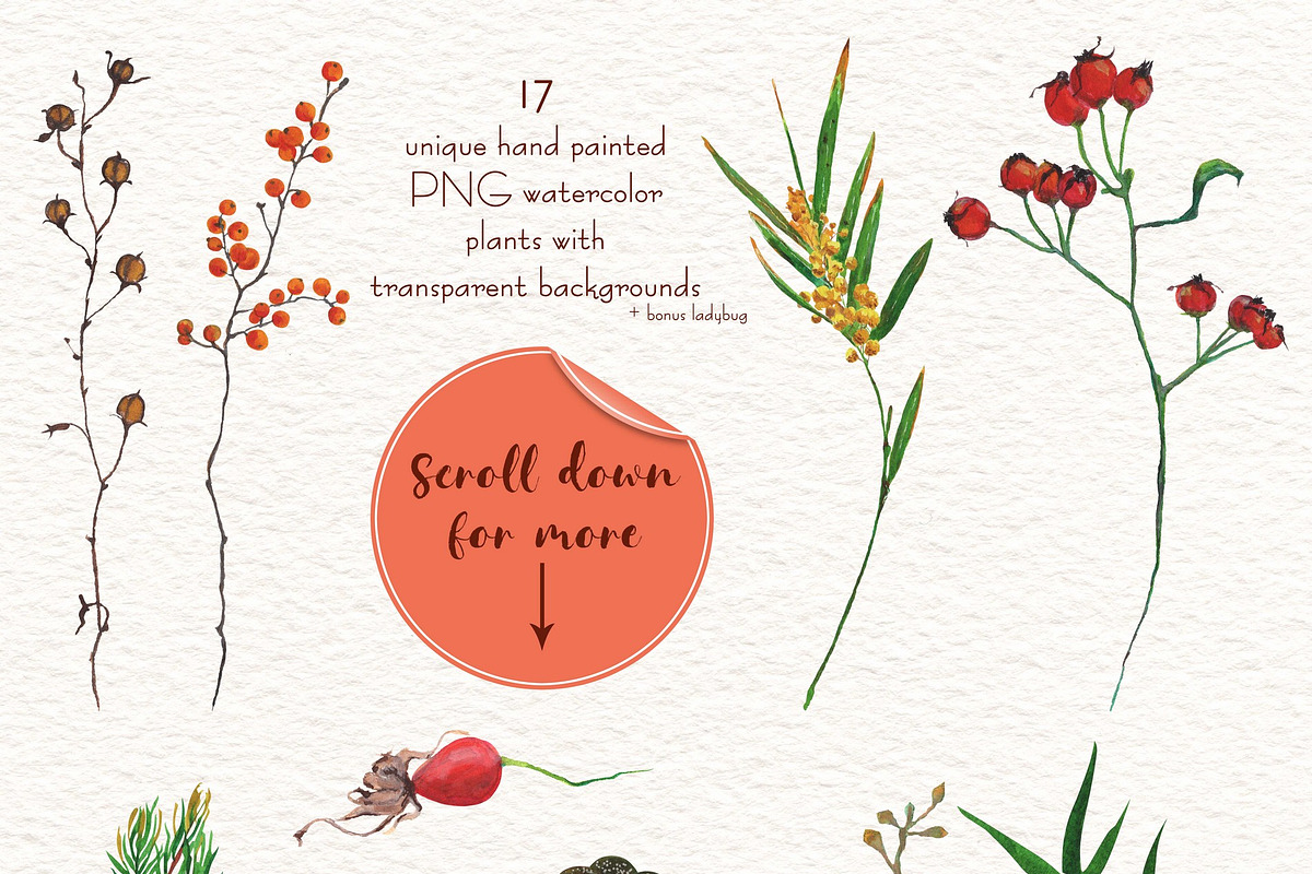 Natural watercolor plants, a Decorative Illustration by OctopusRider (Photo 2 of 9)