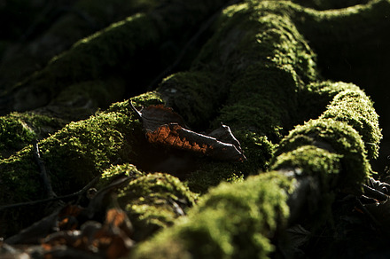 vintage tree preview 6