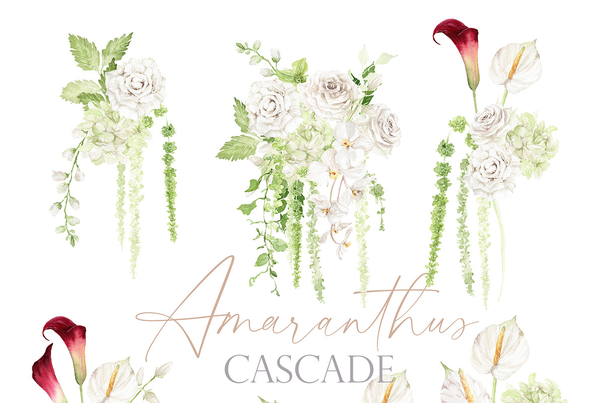 Watercolor Flower- AMARANTHUS, a Decorative Illustration by Beigetime (Photo 4 of 15)