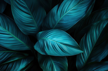 A close-up view of spathiphyllum, a Photo by Pavel_design