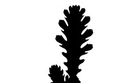 collection desert cactus silhouettes, an Illustration by Amazin_art (Thumbnail 7 of 33)