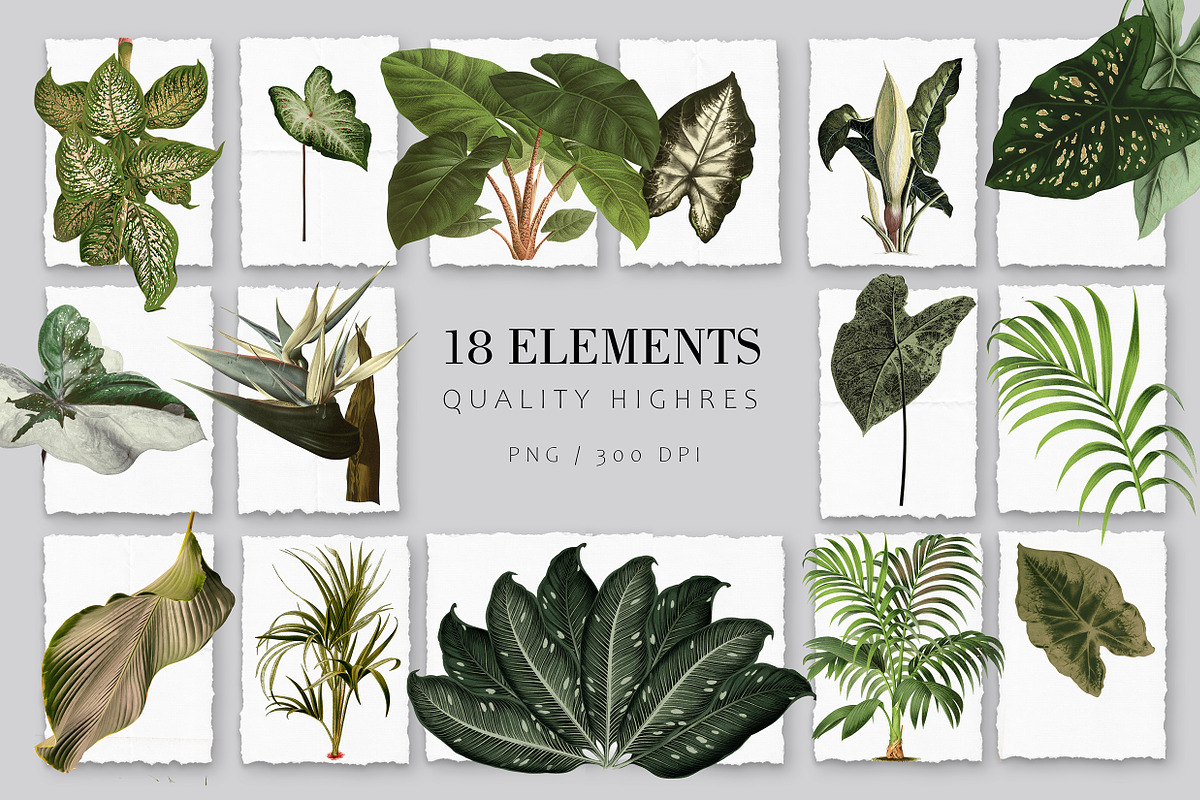 RainForest (Foliage Pattern), a Wallpaper Graphic by Luiz da Rolt Grathwohl (Photo 3 of 7)