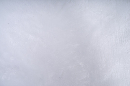 White fur fluffy background, an Abstract Photo by Rimma