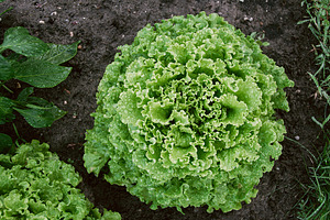 Fresh green salad featuring salad, green salad, and organic food