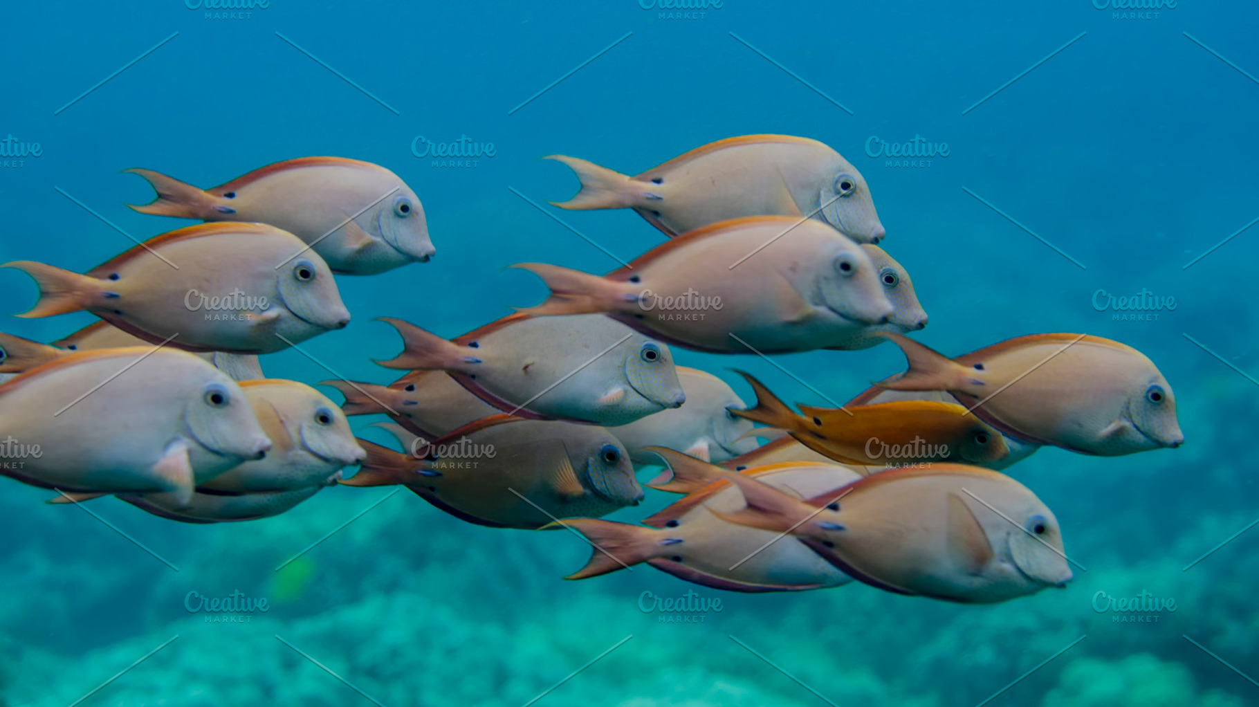 Tropical fish swimming in reef, a Nature Photo by tiffany.mueller