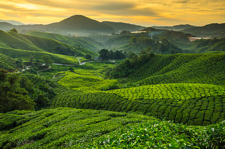 Sunrise at tea plantation containing sunrise, tea, and plantation