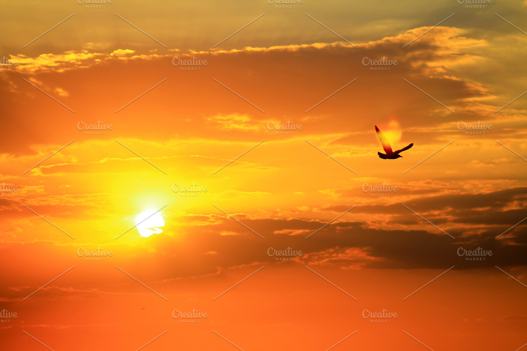Beautiful sunset containing sunset, sunrise, and bird, a Nature Photo by VIBE Collective