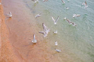 seagulls on the sea
