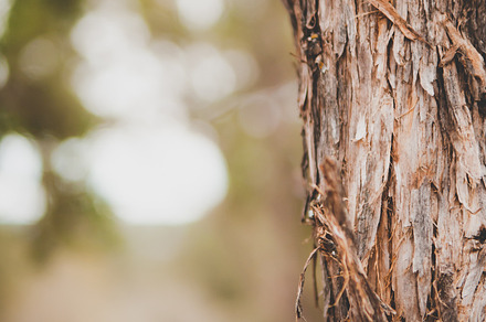 Closeup of Shaggy Bark