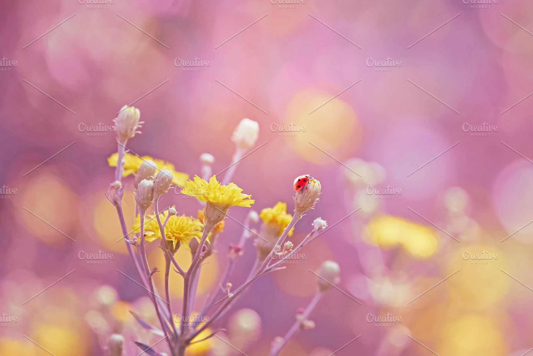Yellow flowers and ladybug, a Nature Photo by Vladimir Kazimirov