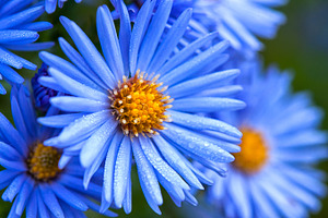 Morning blue flowers