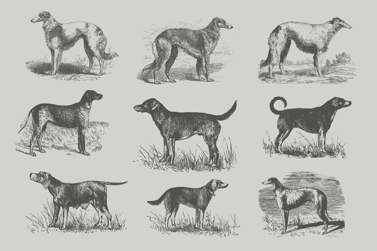 Vintage Bundle 2500+ Free Update, an Animal Illustration by Retro Machine (Photo 90 of 170)