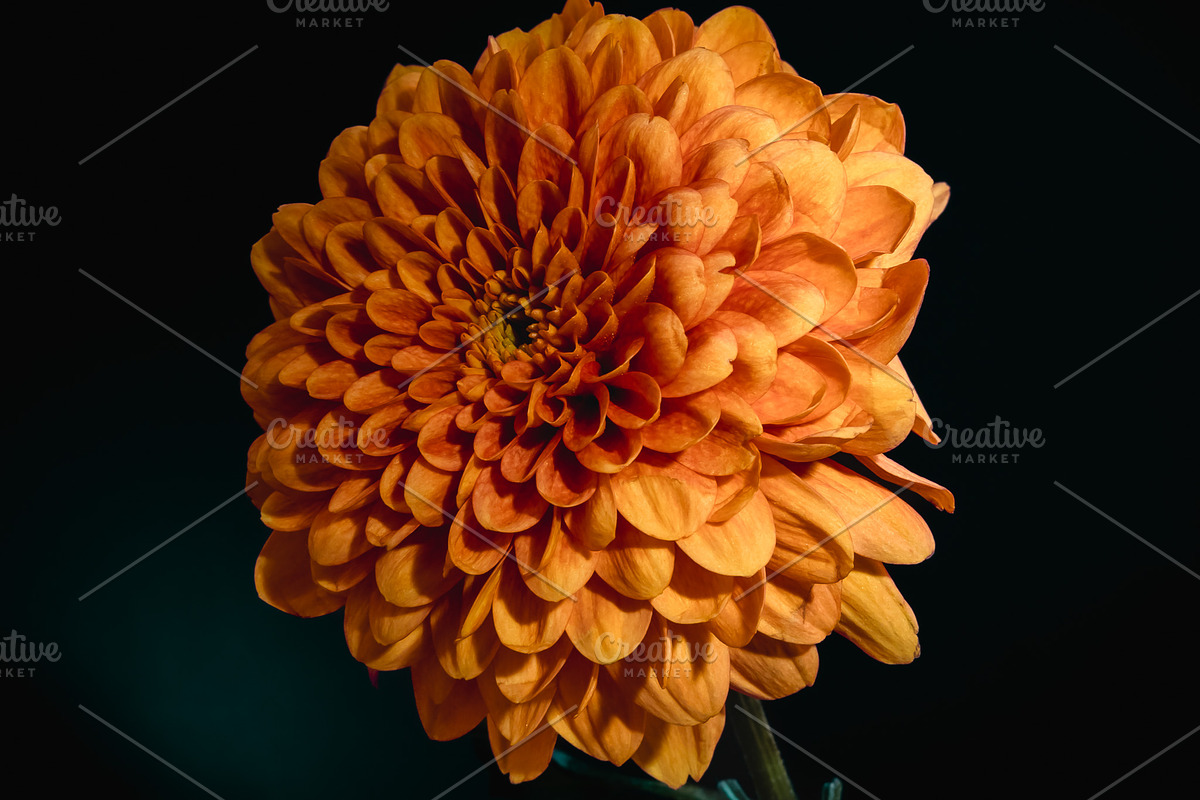 Moody Botanical Chrysanthemum Photos, a Nature Photo by Silent Nature (Photo 4 of 6)