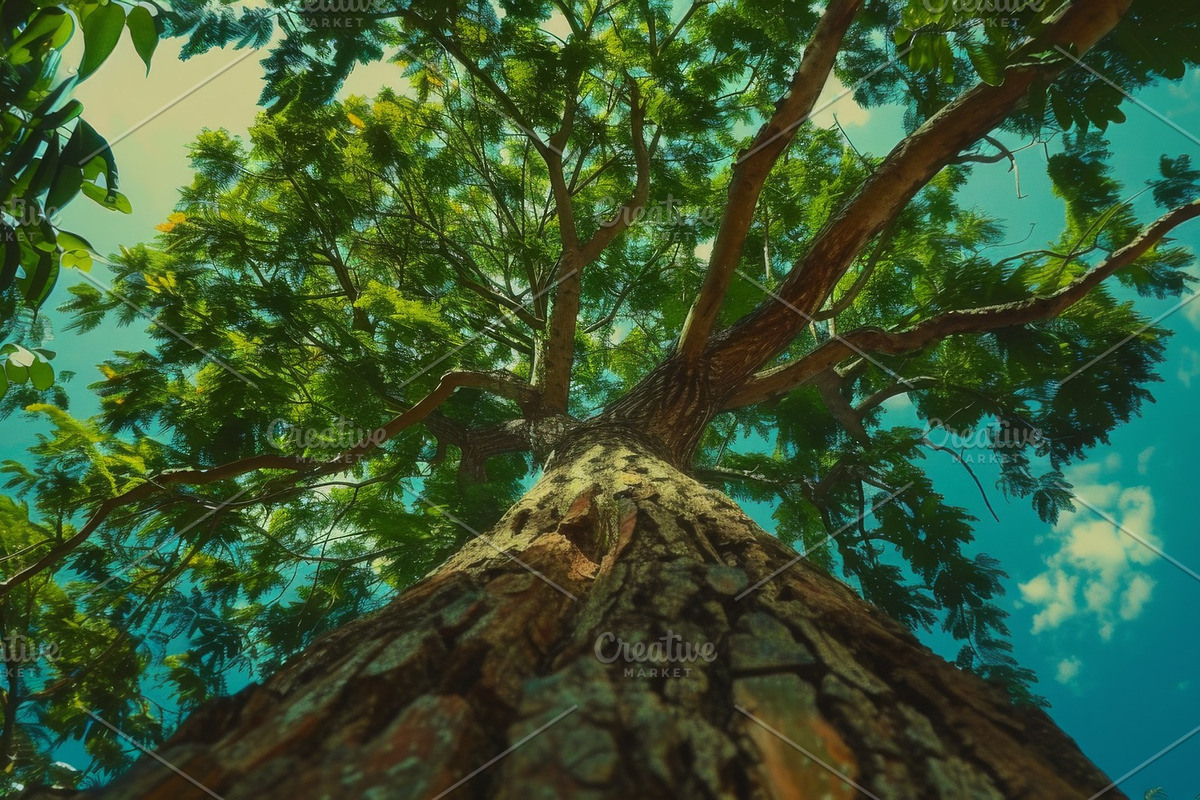 98 Trees view from below, a Nature Photo by Handmadefont (Photo 64 of 98)