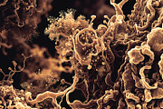 72 Microscopic Fungi Backgrounds, a Background Graphic by h.utomo (Thumbnail 25 of 72)