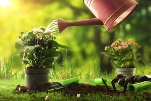 Watering Blooming Plant in Sunny Garden Concept, a Nature Photo by Davizro's Market