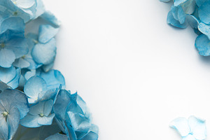 Blue hydrangea petals creating a natural floral frame, a Background Photo by Olena Rudo