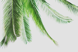 Minimalist Palm Frond Layout Photo, a Nature Photo by René Jordaan Photography
