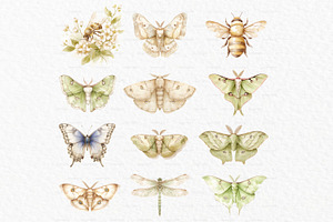 Luna Moth Watercolor Clipart