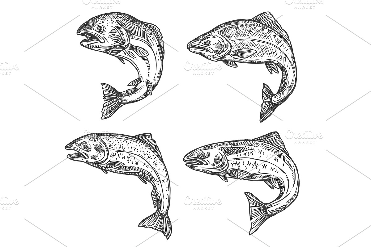 Fish sketch salmon and trout, a Food Illustration by Vector Tradition