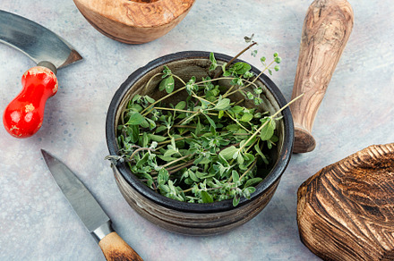 Raw sprig of marjoram, spice, a Health & Medical Photo by MLunov MLunov