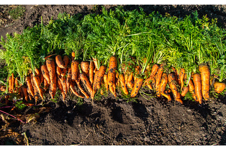 Carrot harvest in the garden, a Food & Drink Photo by yanadjana