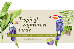 Tropical Rainforest Birds