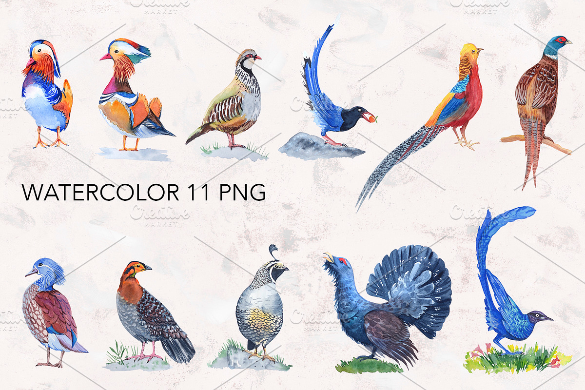 Watercolor forest birds., an Illustration by lilisavelieva (Photo 2 of 5)