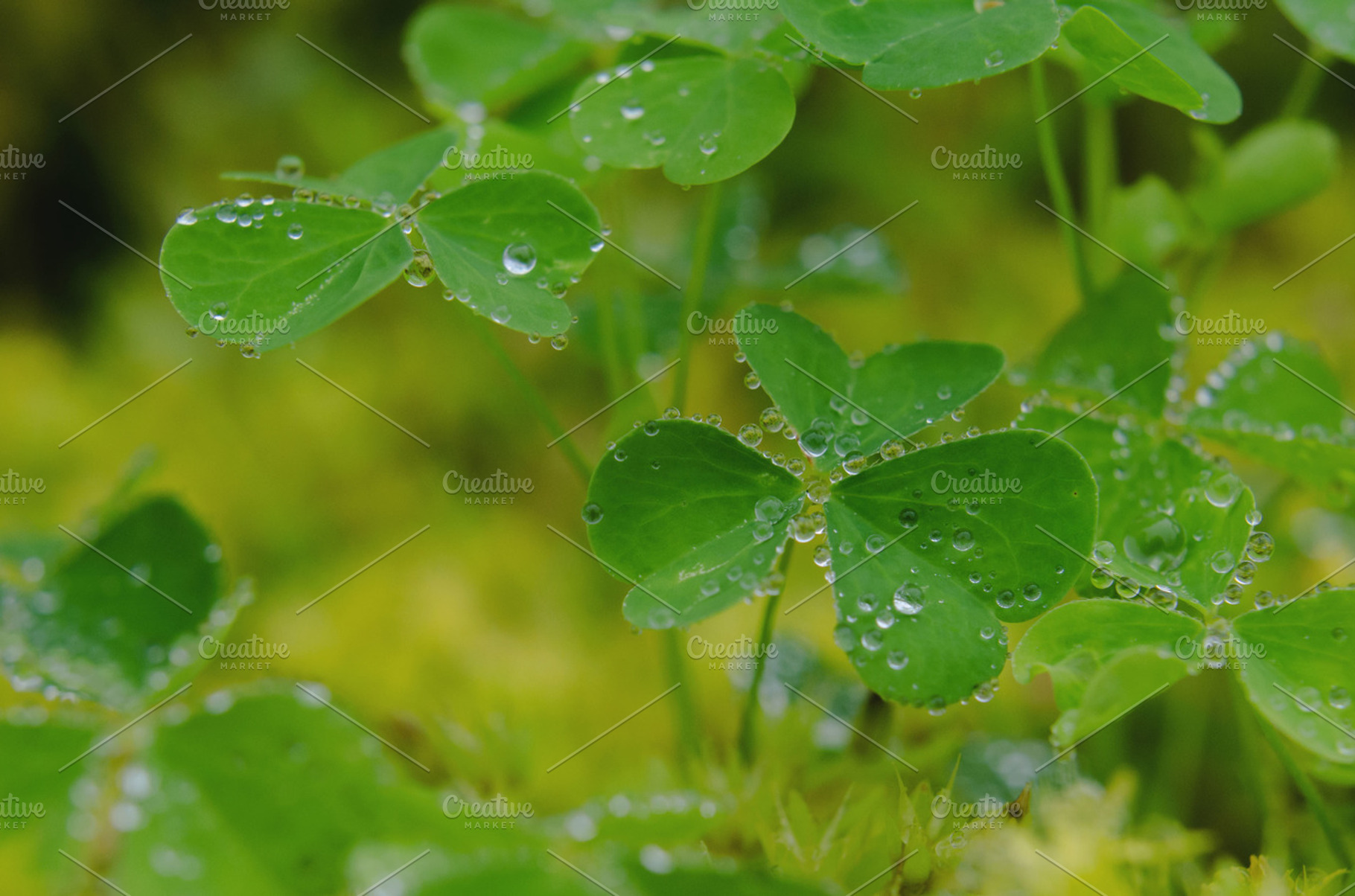 water drops on clover, a Nature Photo by Lilly Lane Market