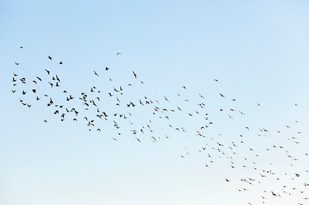 Birds flying in the sky containing bird, close-up, and blue, an Animal Photo by MyPhotos