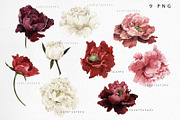 WATERCOLOR BUNDLE Peonies & Roses, an Illustration by ollalya (Thumbnail 4 of 101)