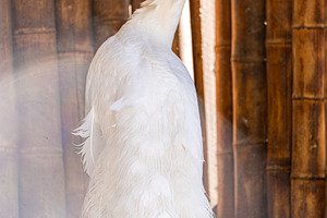 White peacock bird in the park, an Animal Photo by Anna Bogush
