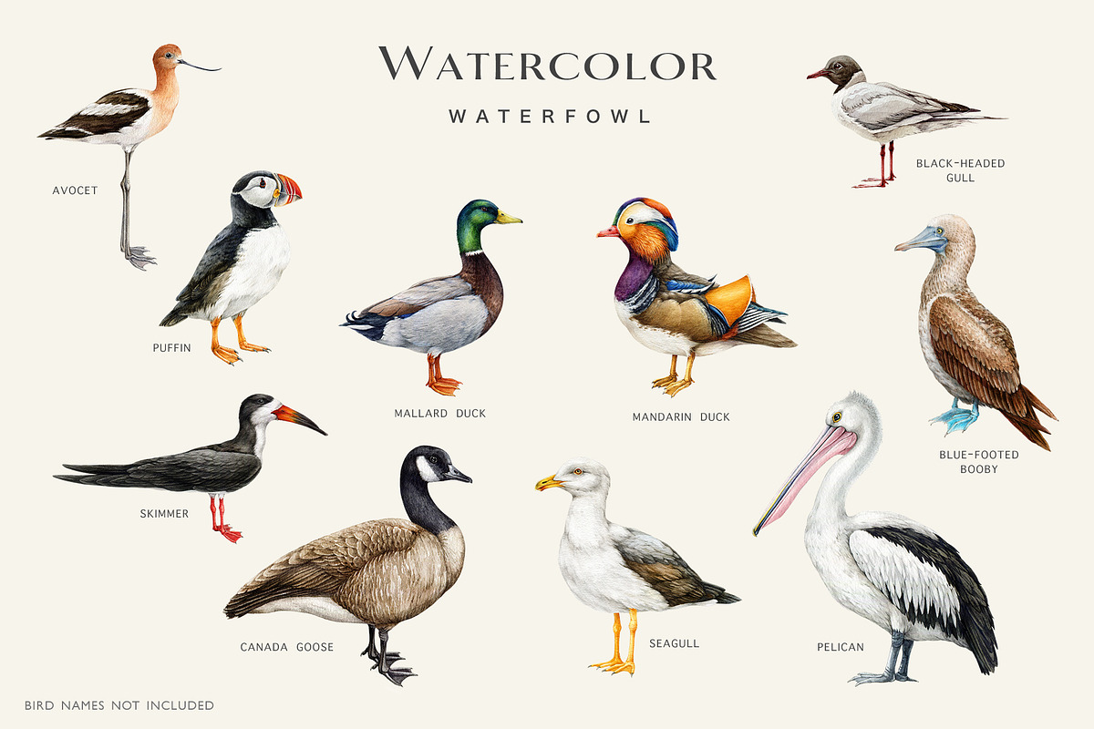 Birds Watercolor Painted Set, an Animal Illustration by AnitaPol (Photo 6 of 18)