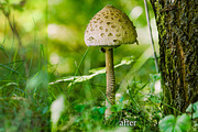 10 Brilliant Color Landscape Presets, a Preset Add-On by Timeless Presets (Thumbnail 4 of 13)