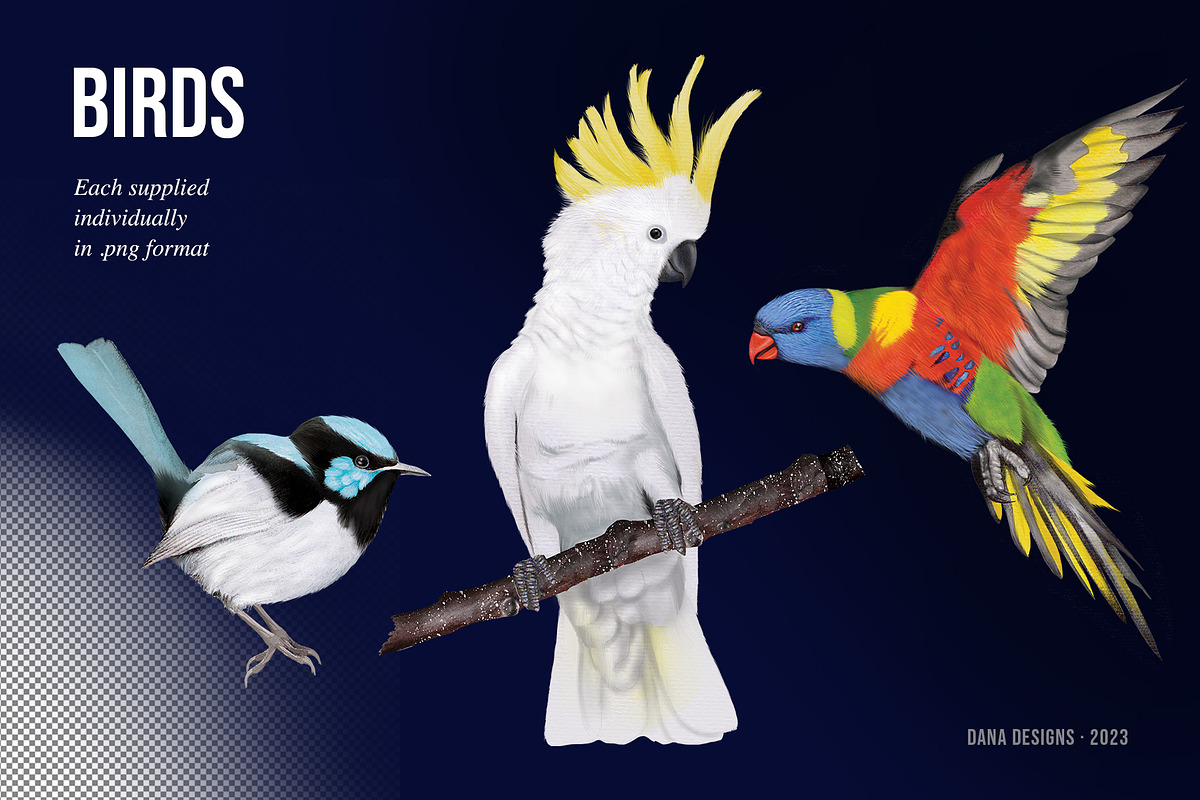 AUSTRALIA FAIR Elements, a Decorative Illustration by Dana Designs (Photo 5 of 14)
