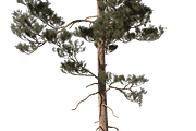 72 Tall Trees Photo Overlays, a Nature Photo by KenScape (Thumbnail 4 of 4)
