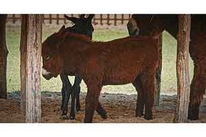Young Baudet du Poitou donkey, an Animal Photo by Our Amazing World