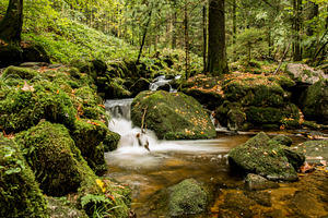 River with cascade in forest containing autumn, fall, and wood