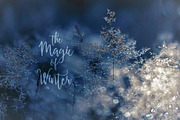 UPDATED Snowflakes Winter Kisses, an Illustration by Euonia Meraki (Thumbnail 11 of 13)