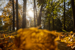 sunny day in the park during the autumn leaf fall, foliage fallen to the ground, a Photo by rsoollAI