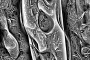 Cytoplasm, a Texture Graphic by Jennifer Lauren Creative (Thumbnail 5 of 9)