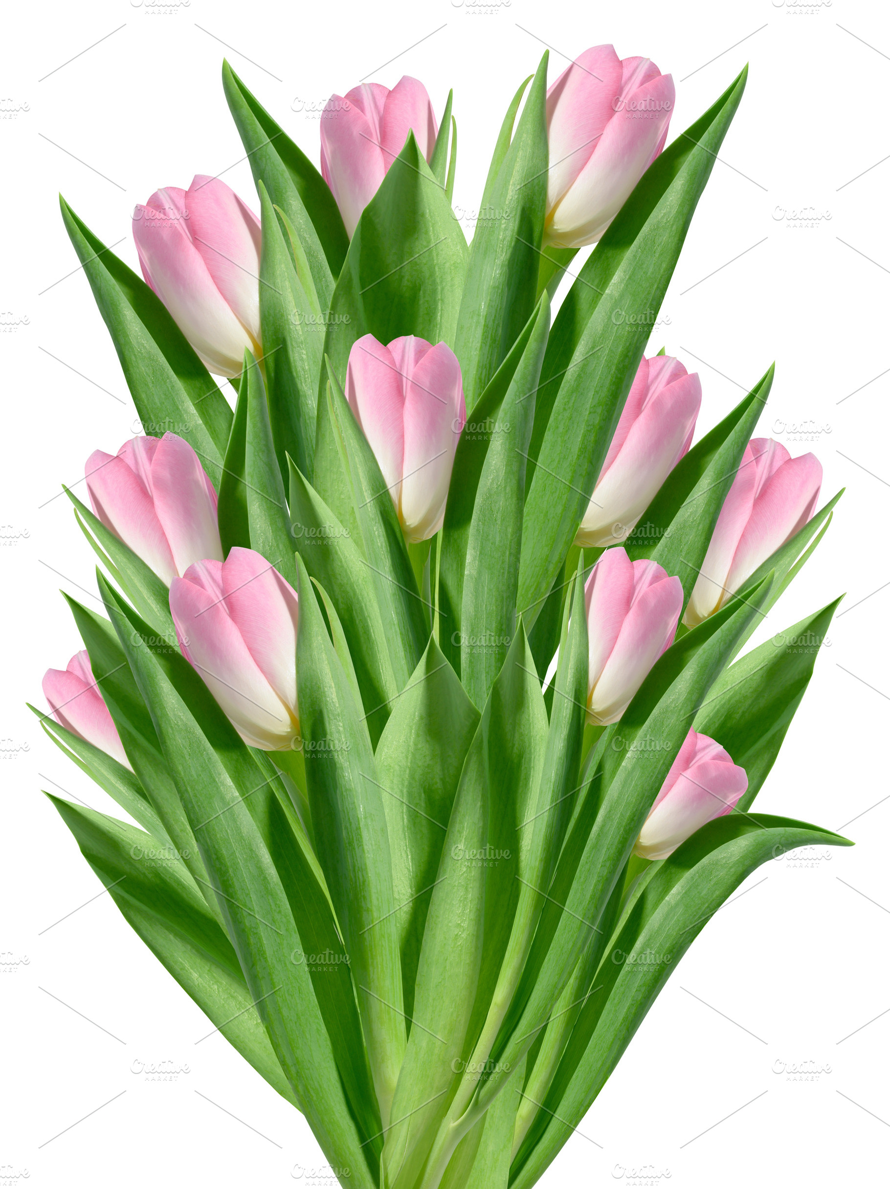 Large bouquet of pink tulips with green leaves on isolated backg, a Nature Photo by ndanko