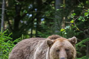 Brown bear