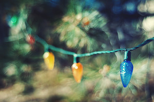 Christmas Lights in a Live Tree